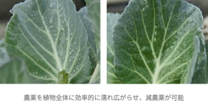植物の葉に滴下した際のぬれ性を比較した写真。花王の機能性展着剤を添加した液体は、農薬を植物全体に効率的に濡れ広がらせ、減農薬が可能。