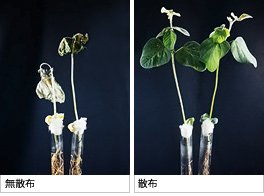 二重乳化エマルションタイプのマーガリン(光学顕微鏡写真例)
