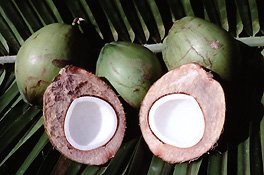 Coconut, a primary source of natural fats and oils