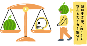 頭の重さは、なんとスイカ1個分!(約5kg)