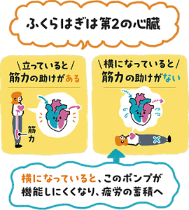 ふくらはぎは第2の心臓。立っていると筋力の助けがあり、横になっていると筋ポンプが働きにくく疲労が蓄積することを示す図