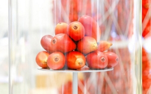 アブラヤシの実