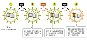 ウイルスが人・動物の体内に侵入し、細胞内でコピーして増える際に変異を起こす流れを表す図。