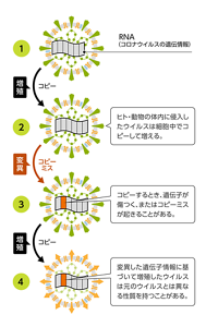 ウイルスが人・動物の体内に侵入し、細胞内でコピーして増える際に変異を起こす流れを表す図。