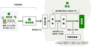 感染経路と感染の流れを表す図。感染源となる細菌やウイルス等が人の体内に入り込み、体内で増殖し発症するまでの過程を説明している。