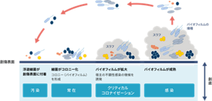 バイオフィルムの形成と成熟をあらわしたイラスト。浮遊細菌が創傷表面に付着し、細菌がコロニー、つまりバイオフィルムを形成する。バイオフィルムが拡大し、宿主の不顕性感染の調光を誘発し、最終的にバイオフィルムが成熟する。