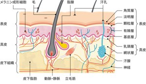 皮膚の構造のイラスト。皮膚の断面図で各部名称を説明している。