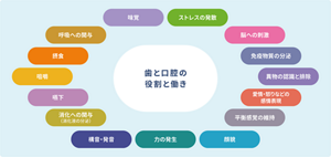 歯と口腔の役割と働きを表す図。役割として、ストレスの発散、脳への刺激、免疫物質の分泌、異物の認識と排除、愛情・怒りなどの感情表現、平衡感覚の維持、顔貌、力の発生、構音・発音、消化への関与(消化液の分泌)、嚥下、咀嚼、摂食、呼吸への関与、味覚がある。