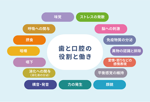歯と口腔の役割と働きを表す図。役割として、ストレスの発散、脳への刺激、免疫物質の分泌、異物の認識と排除、愛情・怒りなどの感情表現、平衡感覚の維持、顔貌、力の発生、構音・発音、消化への関与(消化液の分泌)、嚥下、咀嚼、摂食、呼吸への関与、味覚がある。