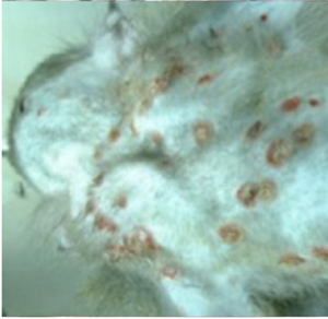 サル痘ウイルスに感染したカニクイザルの写真