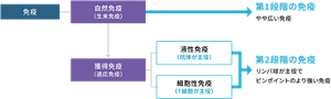 病原体が侵入した際の免疫の働きを示したツリー図。病原体が侵入すると自然免疫(生来免疫)が先に働き、第1段階の免疫として、複数の病原体に働くやや広い免疫となる。次に獲得免疫(適応免疫)が働き、液性免疫(抗体が主役)、細胞性免疫(T細胞が主役)となり、第2段階の免疫として、リンパ球が主役でピンポイントのより強い免疫となる。
