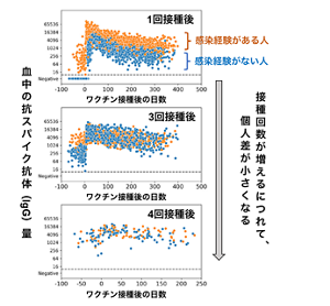 ワクチン接種により変動するスパイクタンパク質に対する抗体価の変化を表したグラフ。接種回数が増えるにつれて個人差が小さくなる様子が表されており、4回目接種後はほとんどの人で血中抗体価が高いレベルで維持されるようになっている。