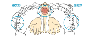脳と口腔の関係を示すペンフィールドの脳地図。感覚野と運動野における口や手などの身体部位の対応を示し、口腔機能と脳機能の関連を説明する図。
