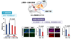 老齢マウスで上顎第一臼歯を抜歯した際の脳への影響を示す図。歯の喪失による認知・学習機能低下や海馬の老化関連マーカー増加と神経細胞減少を示している。