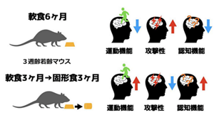 マウスを軟食で飼育した場合の脳機能変化を示す図。軟食飼育によって運動機能や認知機能が低下し、攻撃性が高まる傾向を表している。