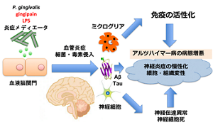 歯周病菌P. gingivalisが血液脳関門を通過して、Aβ産生を促進し、アルツハイマー病病態を悪化させる仮説モデルを示す図。
