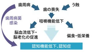 歯周病や歯の喪失が咀嚼機能低下、低栄養、脳血流低下を介して認知機能低下や認知症悪化につながるとともに、歯周病菌感染も認知機能低下につながる流れを示す図。