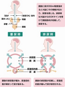 尿意を感じてから排尿までを表した図。膀胱に尿が200ml程度溜まると大脳にその情報が伝わり、尿意を感じる。排尿時は大脳からのOKサインを受けて膀胱筋肉が収縮して、排尿する。【蓄尿時】膀胱の排尿筋が緩み、尿道括約筋が締まって尿が溜まる。【排尿時】膀胱の排尿筋が収縮し、尿道括約筋が緩んで尿が排出される。