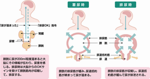 尿意を感じてから排尿までを表した図。膀胱に尿が200ml程度溜まると大脳にその情報が伝わり、尿意を感じる。排尿時は大脳からのOKサインを受けて膀胱筋肉が収縮して、排尿する。【蓄尿時】膀胱の排尿筋が緩み、尿道括約筋が締まって尿が溜まる。【排尿時】膀胱の排尿筋が収縮し、尿道括約筋が緩んで尿が排出される。