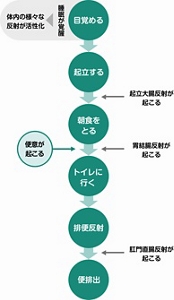 排便のプロセスを表した図。目が覚め、睡眠から覚醒して体内の様々な反射が活性化される。起立によって起立大腸反応が起こる。朝食をとることで胃結腸反射が起こり、このとき便意が起こる。排便反射のあと肛門直腸反射が起こり便が排出される。