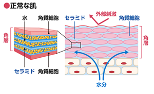 【バリア機能に大切な「セラミド」とは】正常な肌を表した図。セラミドの保湿によって角層に水分が満たされており、バリア機能が正常に働き外部刺激をブロックしている。〈「セラミド」の働き〉セラミドは皮膚の角層に存在し、・外部刺激をブロックするバリア機能 ・角層の水分を保持して肌に潤いを与える という2つの重要な働きがあります。