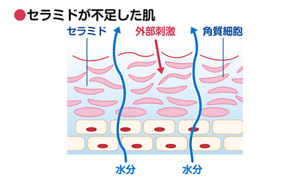 【セラミドが不足下肌は】セラミドが不足した肌を表した図。セラミドが不足しているため水分が体外へ逃げ、バリア機能が低下して外部刺激が侵入しやすくなる。〈「セラミドが不足した肌は」〉「セラミド」が不足すると、水分を保つことができず、カサカサした状態になるばかりか、バリア機能を十分に果たせず外部刺激が侵入しやすくなり、様々なトラブルを引き起こす原因となることがあります。