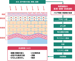 IADの発生メカニズムを表す図。水分、尿や便の付着、時間、回数がきっかけとなり、角質細胞の膨潤・崩壊・皮膚浸軟がおこり、TEWL上昇、pH上昇、角化細胞の損傷、サイトカイン放出、炎症、ヒスタミン遊離、炎症増加へとつながり、結果として皮膚障害(IAD)の状態となる。