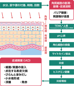 IADの発生メカニズムを表す図。水分、尿や便の付着、時間、回数がきっかけとなり、角質細胞の膨潤・崩壊・皮膚浸軟がおこり、TEWL上昇、pH上昇、角化細胞の損傷、サイトカイン放出、炎症、ヒスタミン遊離、炎症増加へとつながり、結果として皮膚障害(IAD)の状態となる。