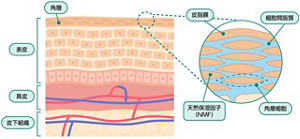 皮膚の断面図(イメージ)を表すイラスト。