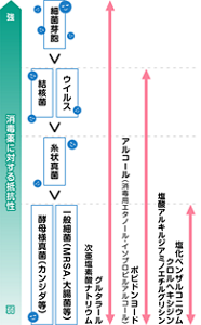微生物の消毒薬抵抗性の強さ、および消毒薬の抗菌スペクトルを表した図。消毒薬に対する抵抗性が強い順に、細菌芽胞、ウイルス・結核菌、糸状真菌、MRSAや大腸菌などの一般細菌、カンジダ等の酵母様真菌が並んでいる。 次亜塩素酸ナトリウムなどの消毒薬は、一般細菌、酵母様真菌から細菌芽胞まで広く有効。 次に広いスペクトルを示すのは、ポビドンヨードやアルコール(消毒用エタノール・イソプロピルアルコール)で、一般細菌、酵母様真菌からウイルス・結核菌まで有効。 塩化ベンザルコニウム、クロルヘキシジン、塩酸アルキルジアミノエチルグリシンなどの低水準消毒薬は、一般細菌、酵母様真菌に有効。