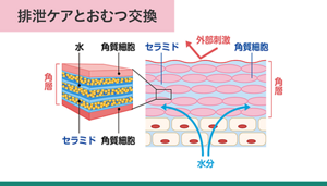 正常な肌を表したイメージ図