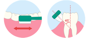 歯磨きの仕方の図。