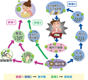 3つの感染経路を表した図。