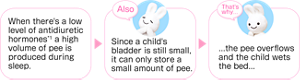 When there's a low level of antidiuretic hormones*1 a high volume of pee is produced during sleep. Also Since a child's bladder is still small, it can only store a small amount of pee. That's why... ...the pee overflows and the child wets the bed...