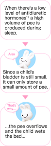 When there's a low level of antidiuretic hormones*1 a high volume of pee is produced during sleep. Also Since a child's bladder is still small, it can only store a small amount of pee. That's why... ...the pee overflows and the child wets the bed...