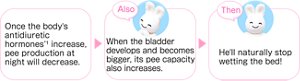 Once the body's antidiuretic hormones*1 increase, pee production at night will decrease. Also When the bladder develops and becomes bigger, its pee capacity also increases. Then He'll naturally stop wetting the bed!