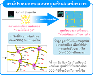 องค์ประกอบของแกนดูดซับสองช่องทาง