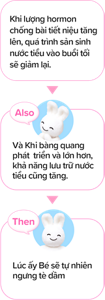 Khi lượng hormon chống bài tiết niệu tăng lên, quá trình sản sinh nước tiểu vào buổi tối sẽ giảm lại. Và Khi bàng quang phát triển và lớn hơn, khả năng lưu trữ nước tiểu cũng tăng. Lúc ấy Bé sẽ tự nhiên ngưng tè dầm