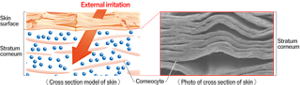 sg_seramide_care_03