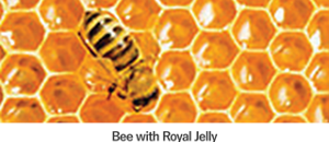 Bee with Royal jelly