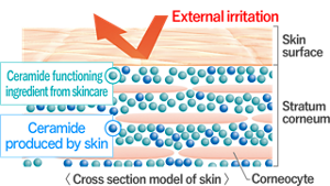 Cross section model of skin