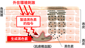tw_whitening_features03
