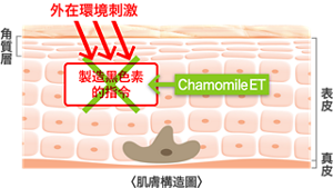 tw_whitening_features04
