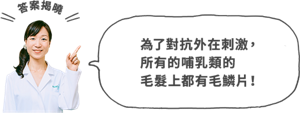 為了對抗外在刺激, 所有的哺乳類的 毛髮上都有毛鱗片!