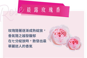 Rose 晨露玫瑰香 玫瑰隨著逐漸成熟綻放,香氣隨之越發馥郁 在七分綻放時,散發出最華麗迷人的香氣