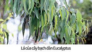 Lá của cây bạch đàn Eucalyptus