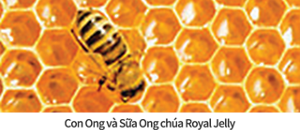 Con Ong và Sữa Ong chúa Royal Jelly