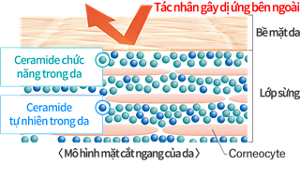 Mô hình mặt cắt ngang của da