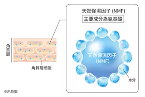 天然保濕因子 (NMF) 主要成分為氨基酸 天然保濕因子 (NMF) *1 Glycine, Alanine, Glycerin