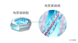 角質層細胞 角質素線維 ※示意圖